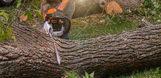 Best Firewood Processing and Delivery  in Mauldin, SC