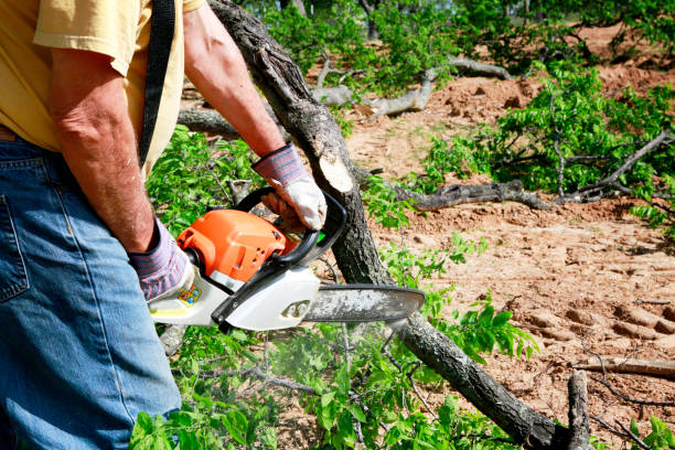 Best Tree Maintenance Programs  in Mauldin, SC